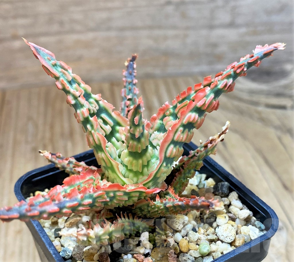 SH10982 Aloe TCT hybrid