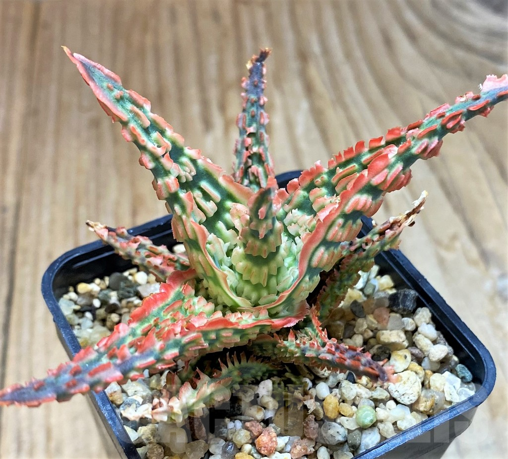 SH10982 Aloe TCT hybrid - immagine 2