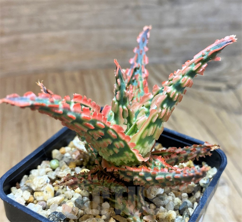 SH10982 Aloe TCT hybrid - immagine 3