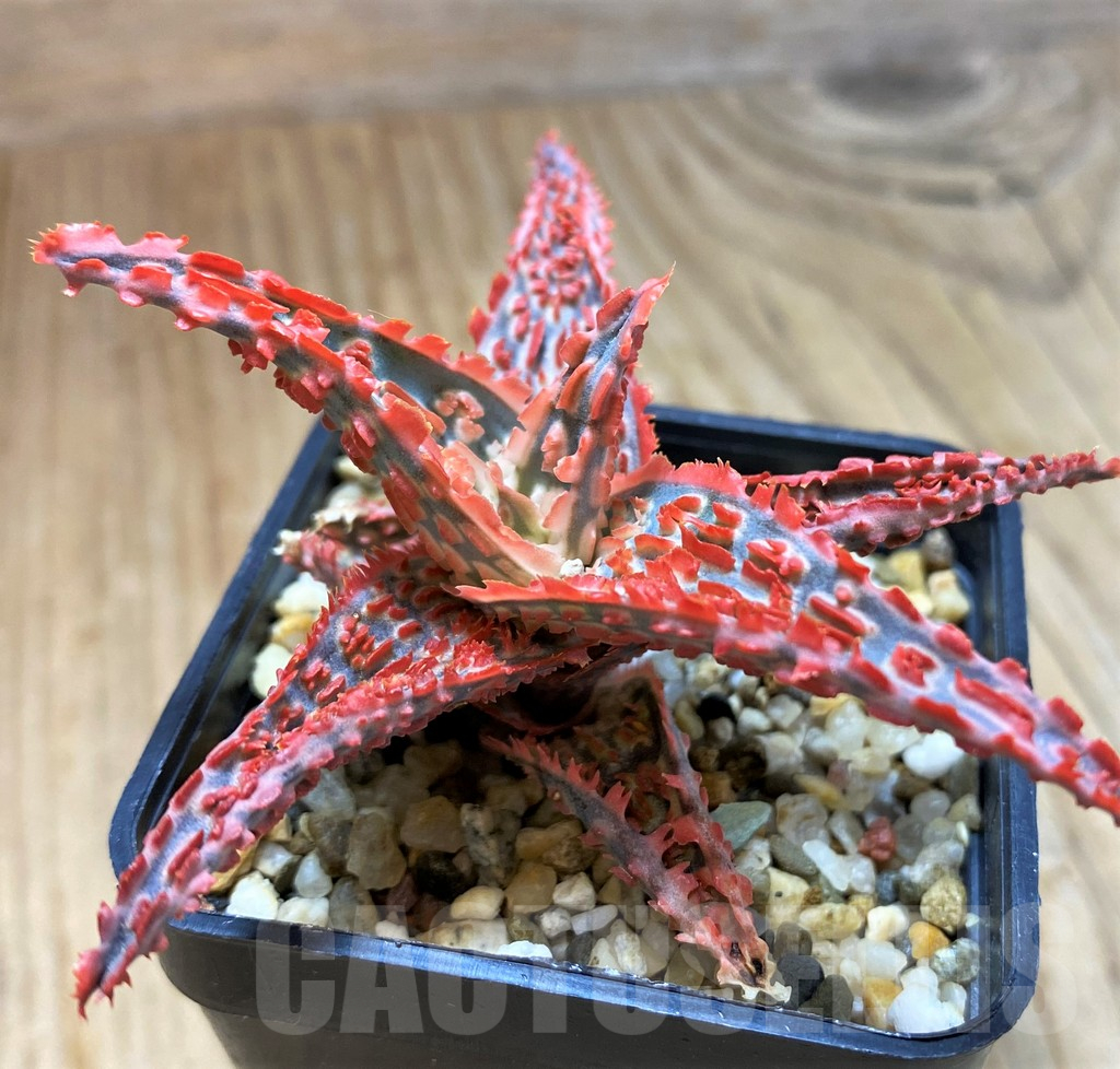 SH10983 Aloe TCT hybrid - immagine 3