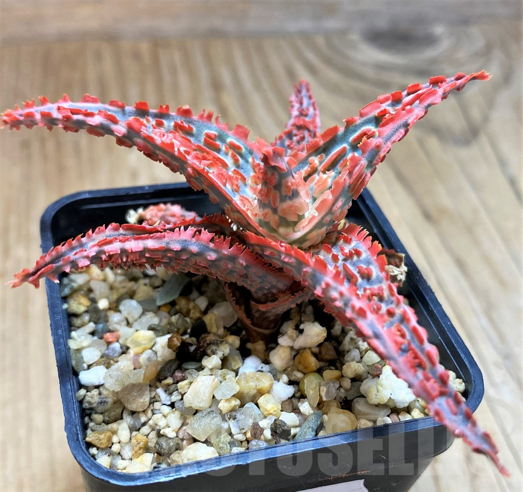 SH10983 Aloe TCT hybrid - immagine 2