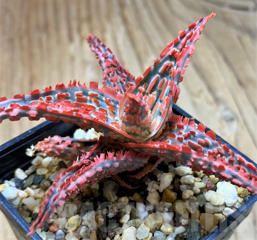 SH10983 Aloe TCT hybrid
