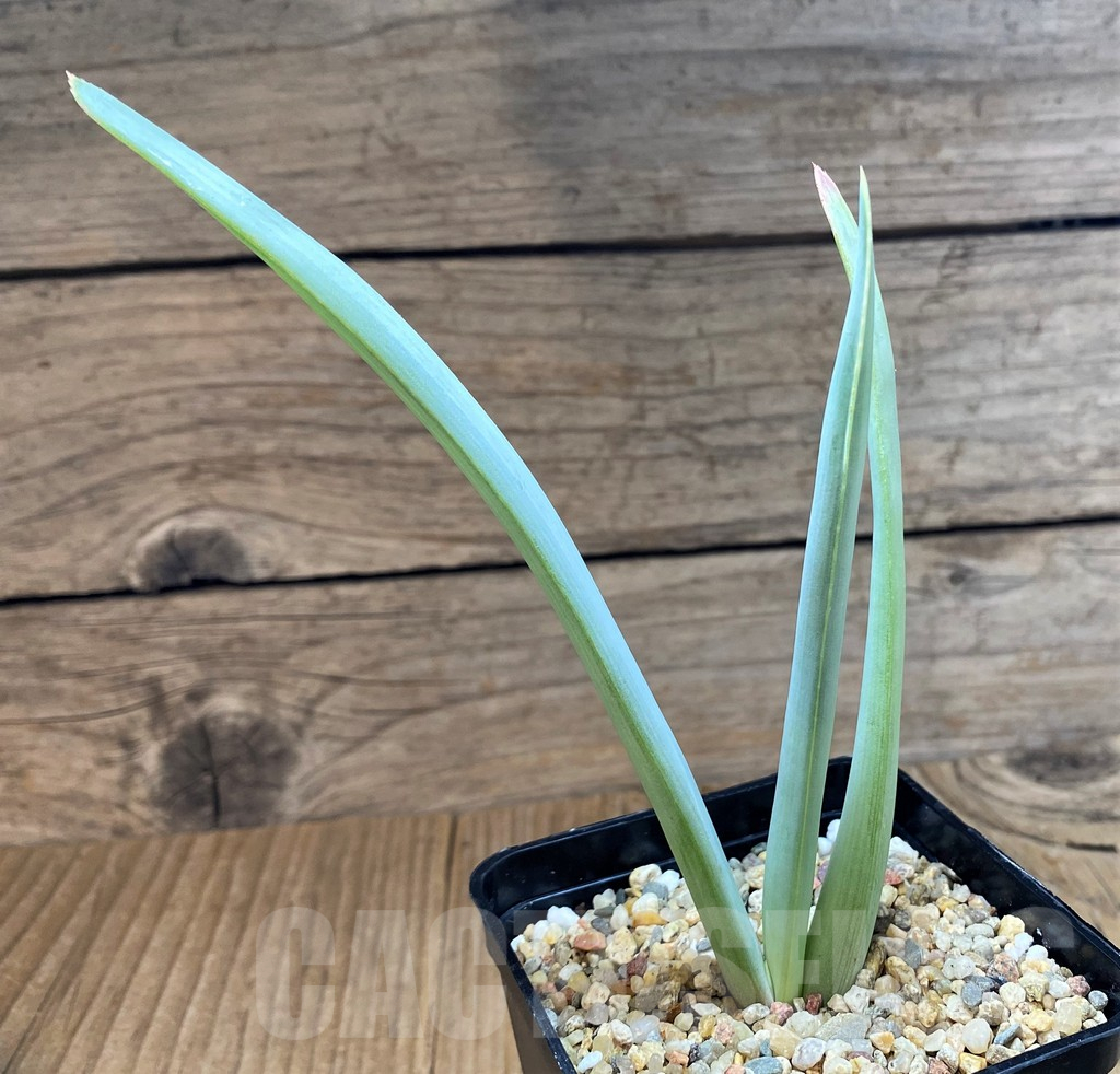 SH10985 Aloe plicatilis - Image 2