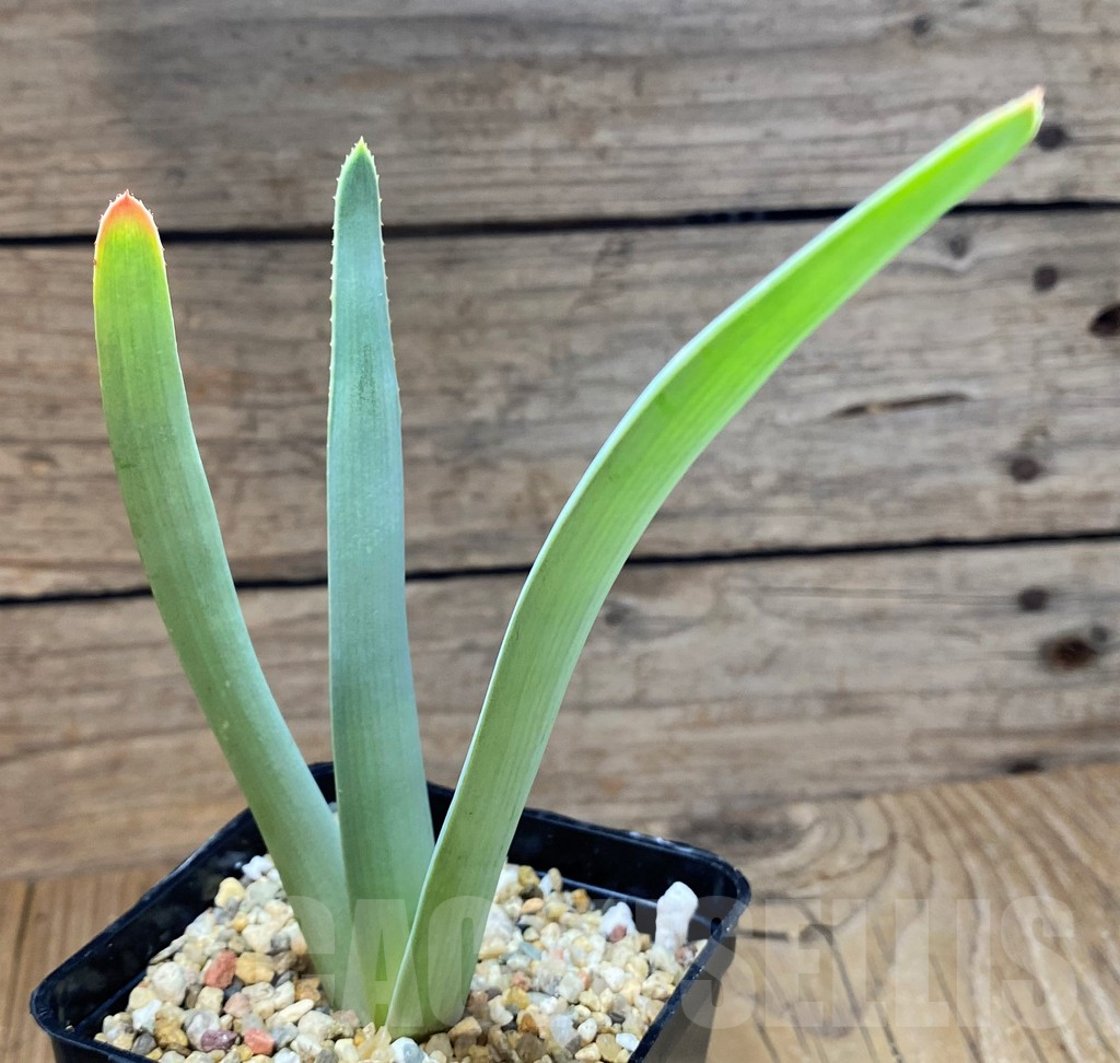 SH10985 Aloe plicatilis