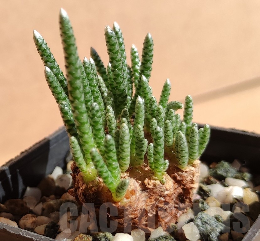 SH11899 Avonia alstonii