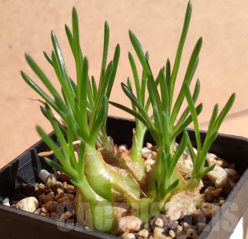 VVG12871 Ornithogalum lithopsoides