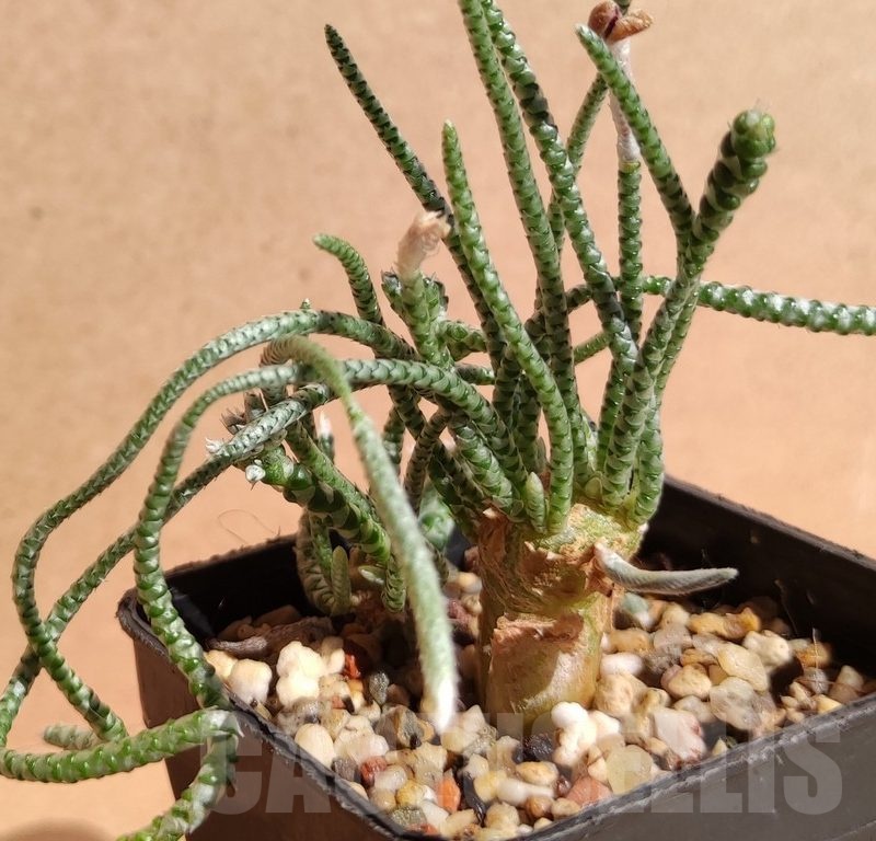 SH13951 Avonia alstonii, pink flower