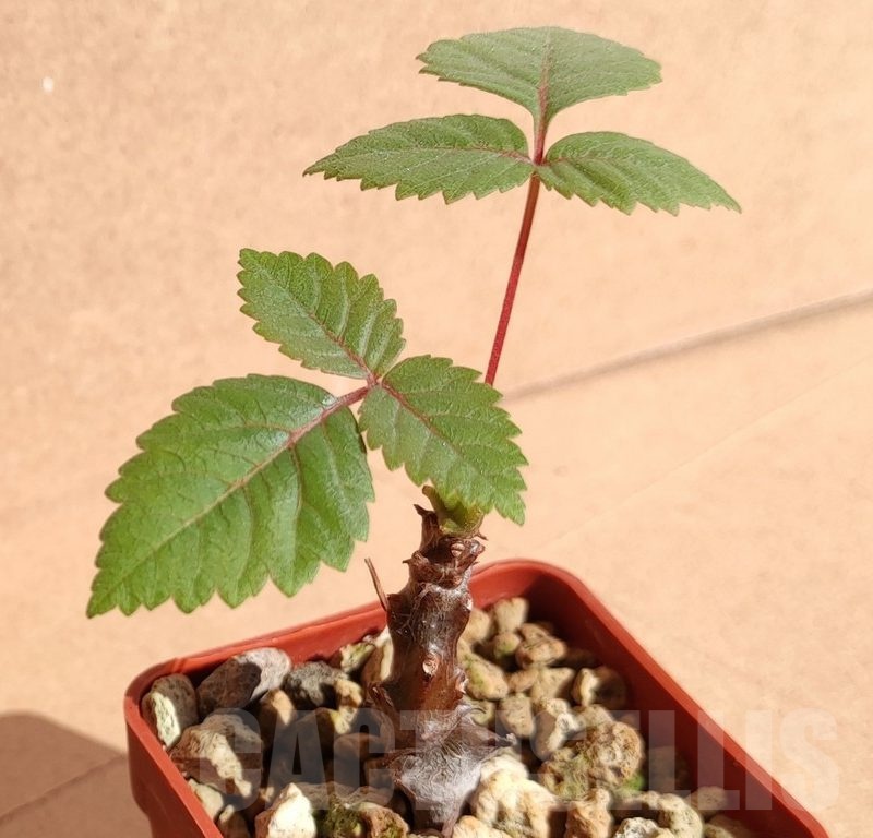 SH12059 Beiselia mexicana