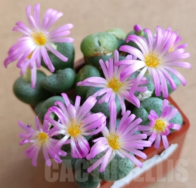 SH11930 Conophytum jucundum ssp. fragile