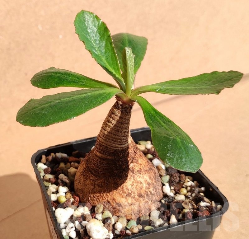 SH13527 Euphorbia primulaefolia