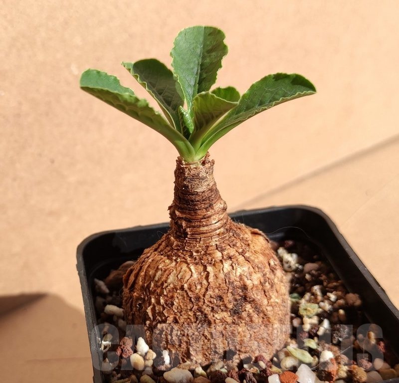 SH13530 Euphorbia primulaefolia