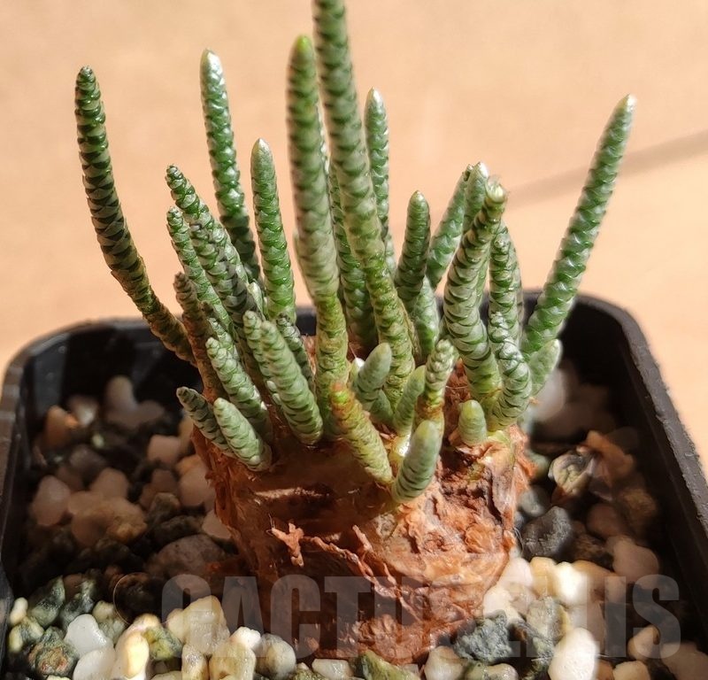 SH11764 Avonia alstonii