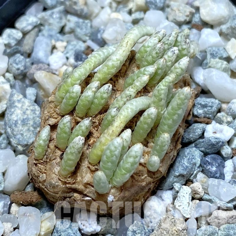 SH11055 Avonia alstonii