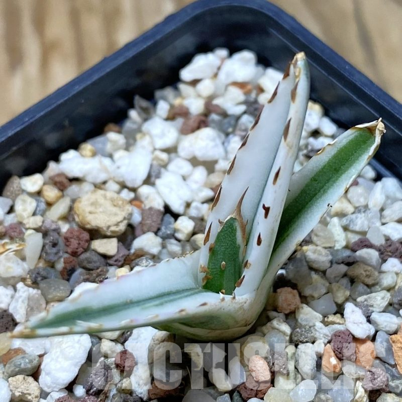 SH11057 Agave victoriae-reginae 'White Rhino'