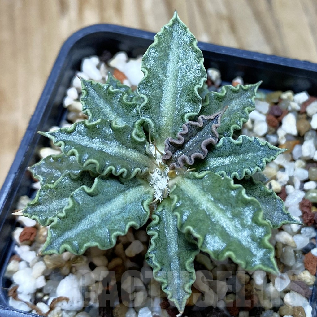 SH11061 Euphorbia tulearensis