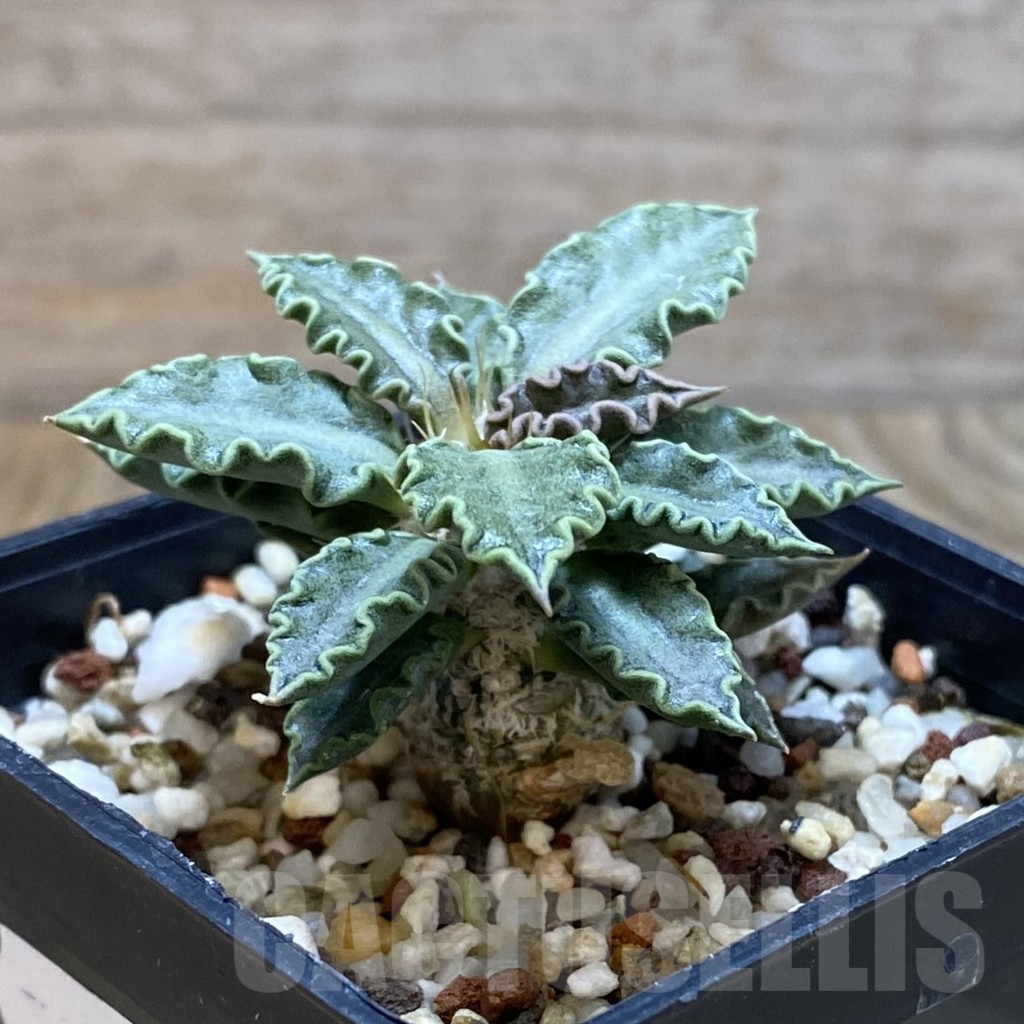 SH11061 Euphorbia tulearensis - 画像 (2)