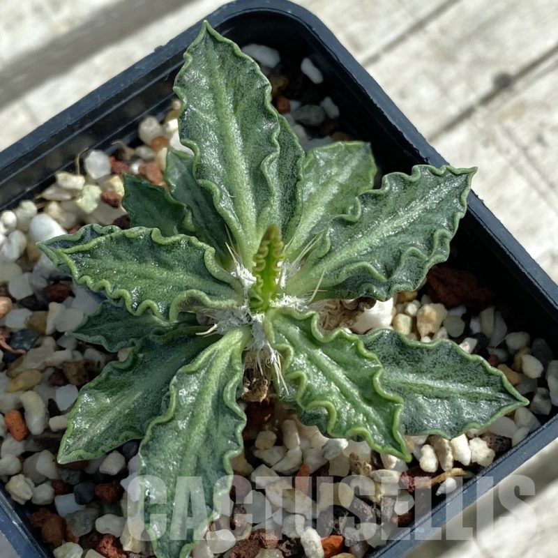 SH11063 Euphorbia tulearensis