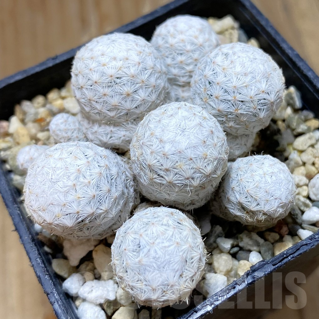 SH11025 Mammillaria herrerae MZ 572, own roots