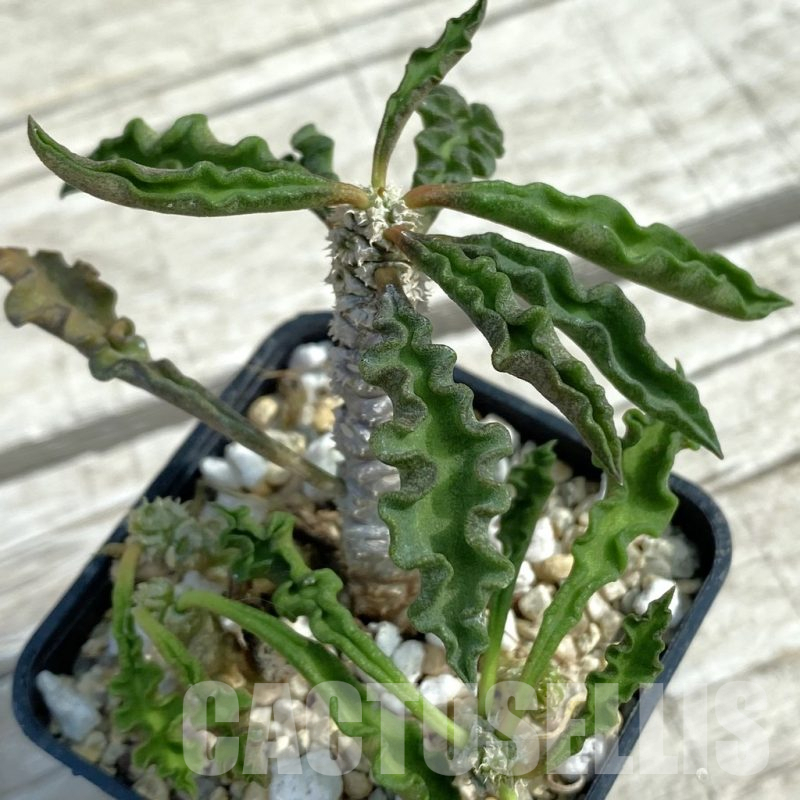 SH11066 Euphorbia decaryi v. spirosticha
