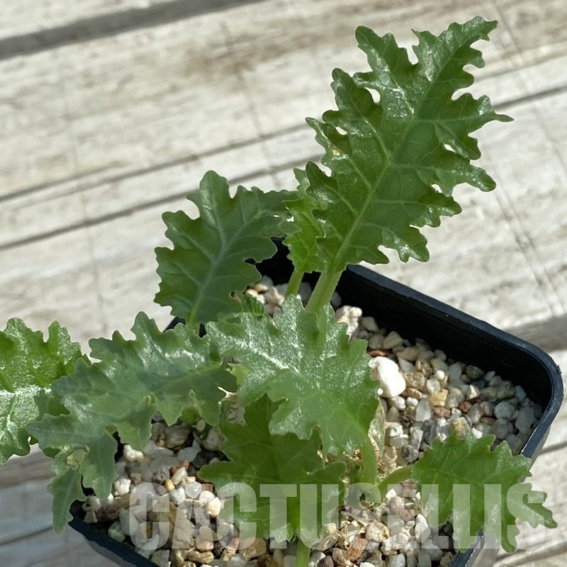 SH11068 Dorstenia horwoodii hybrid