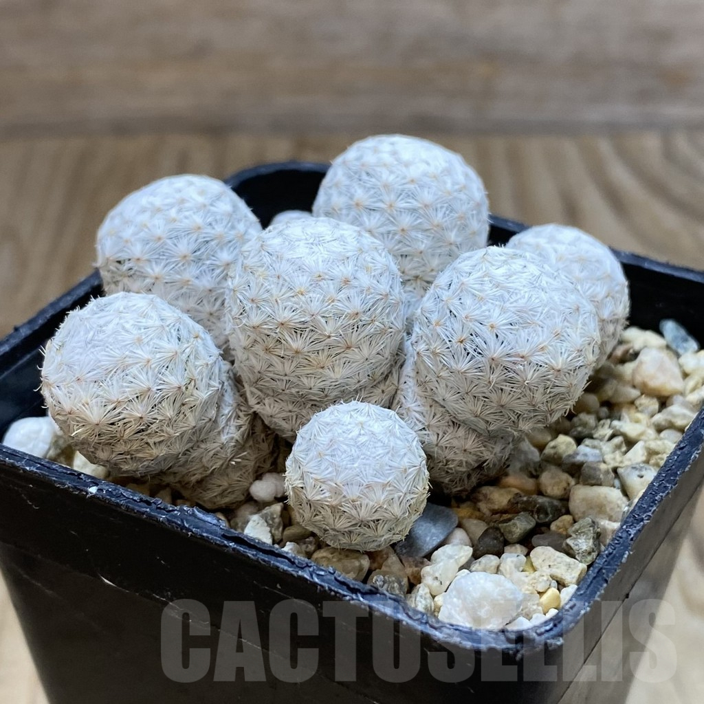 SH11025 Mammillaria herrerae MZ 572, own roots - immagine 2