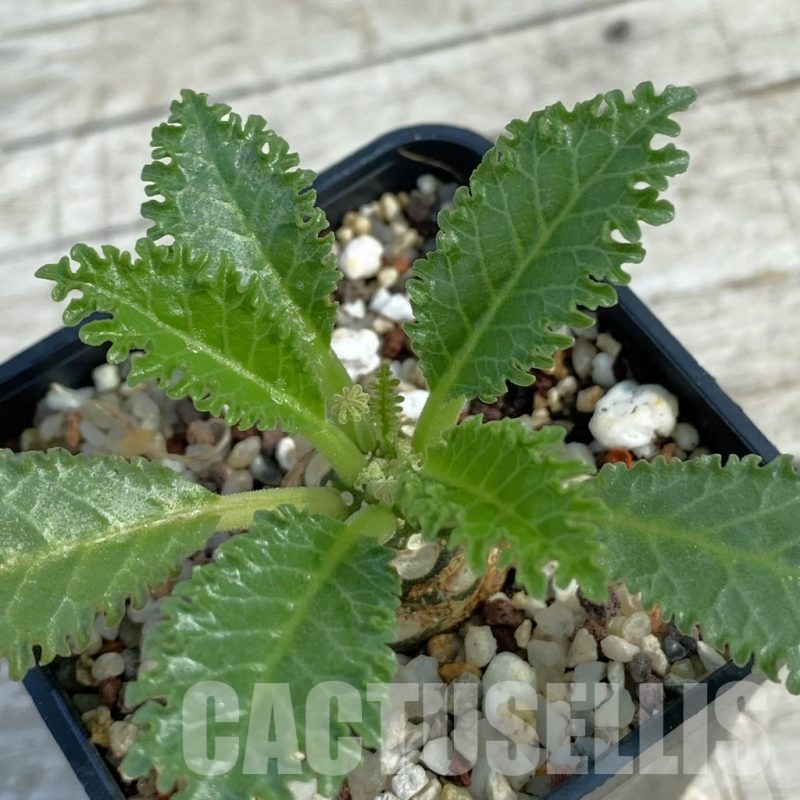 SH11071 Dorstenia horwoodii hybrid
