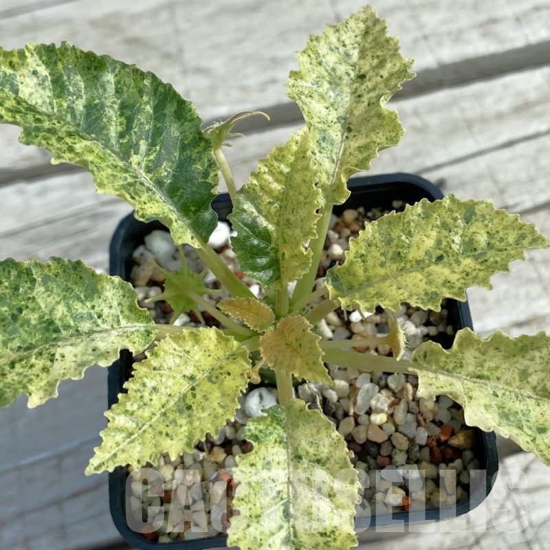 SH11072 Dorstenia hybrid f. variegata