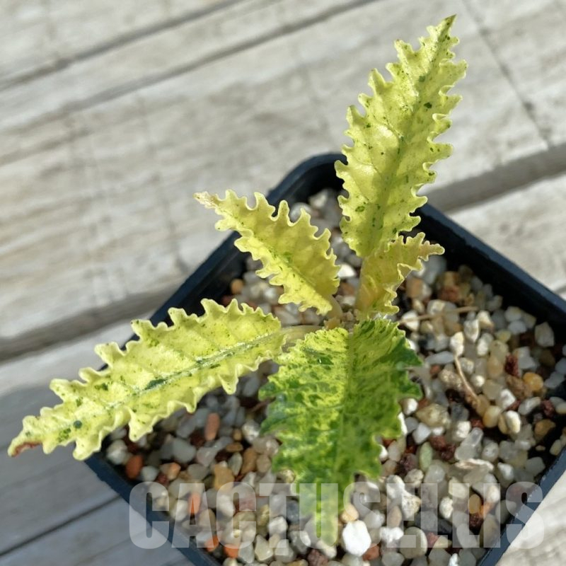 SH11073 Dorstenia hybrid f. variegata