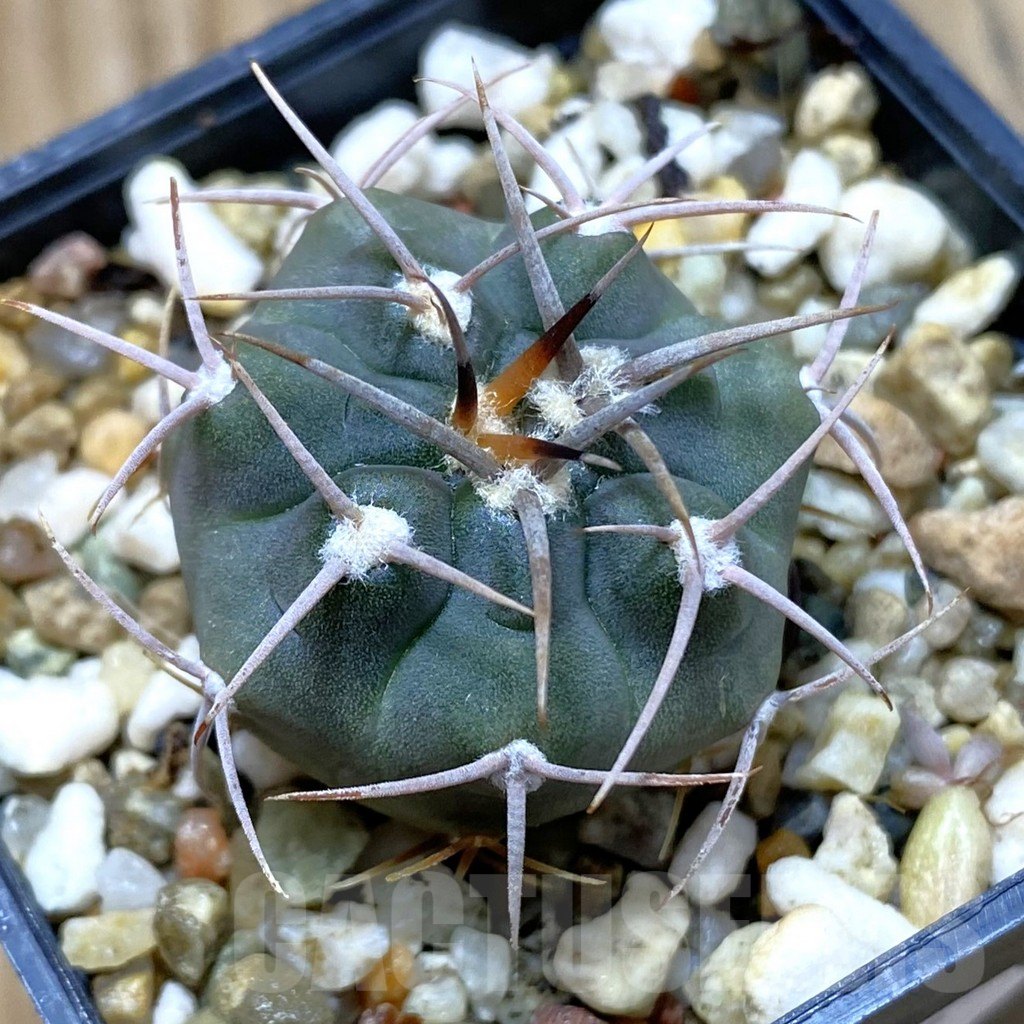 SH11026 Gymnocalycium tillianum VG 643