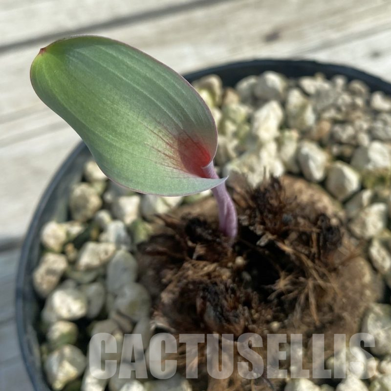 SH11078 Eriospermum aff. mackenii ES22864