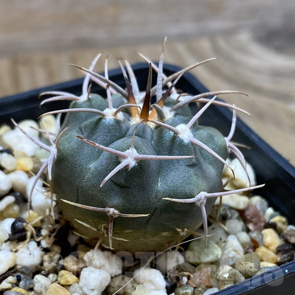 SH11026 Gymnocalycium tillianum VG 643 - Image 2