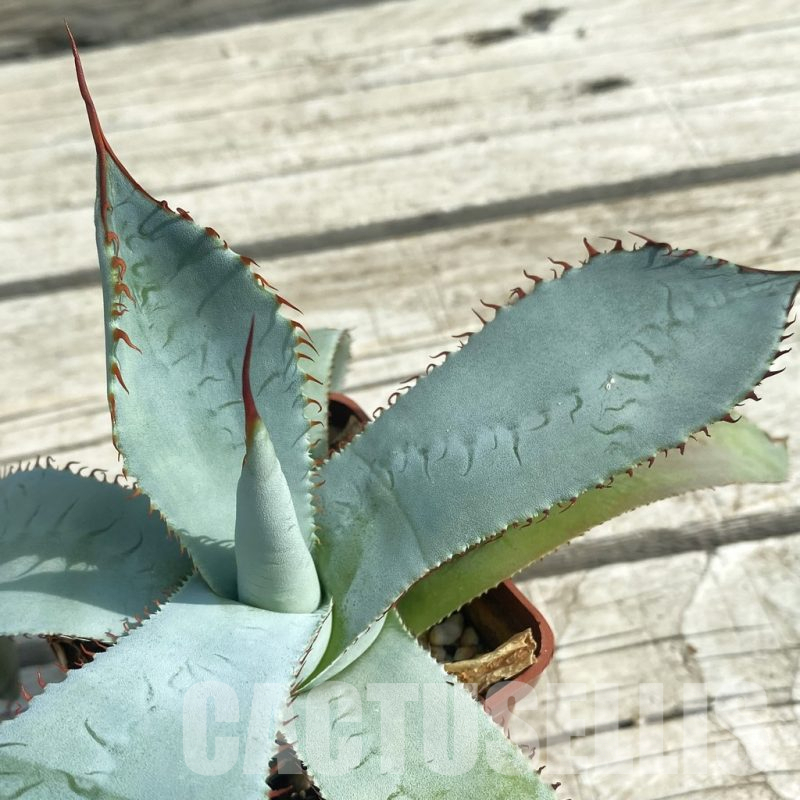 SH11079 Agave guadalajarana 'Leon Paff'