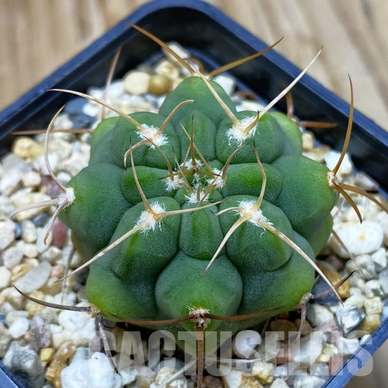 SH11027 Gymnocalycium ferocior VG 320