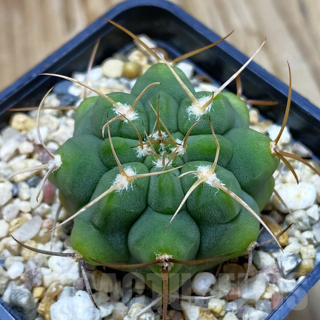 SH11027 Gymnocalycium ferocior VG 320