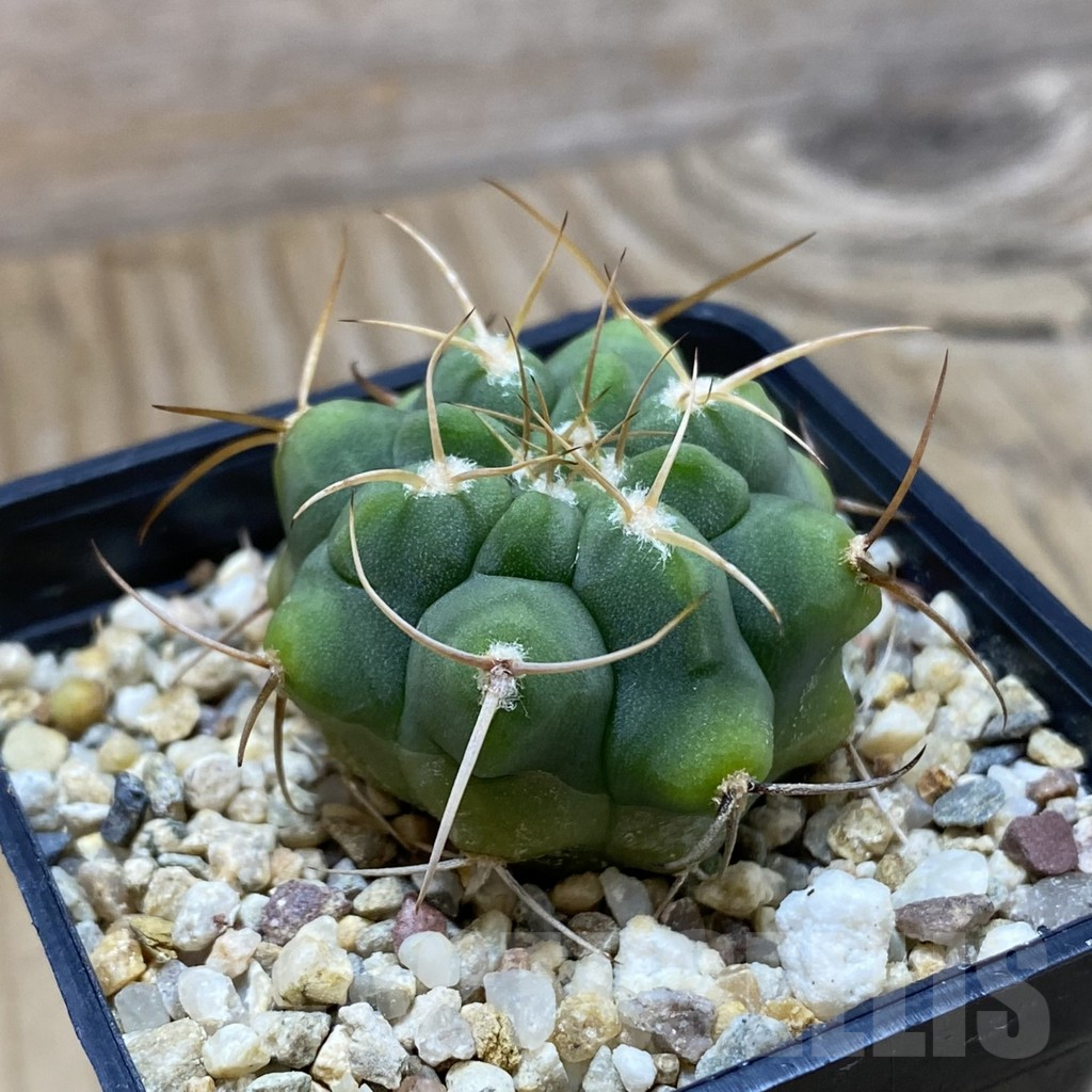 SH11027 Gymnocalycium ferocior VG 320 - immagine 2
