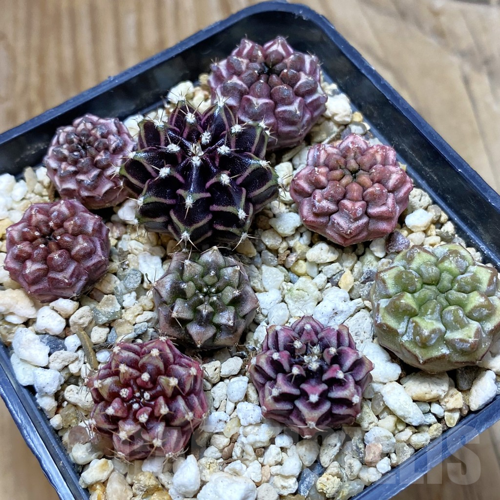 SH11028 Gymnocalycium mihanovichii ‘Day Dream’ hybrid, seedling