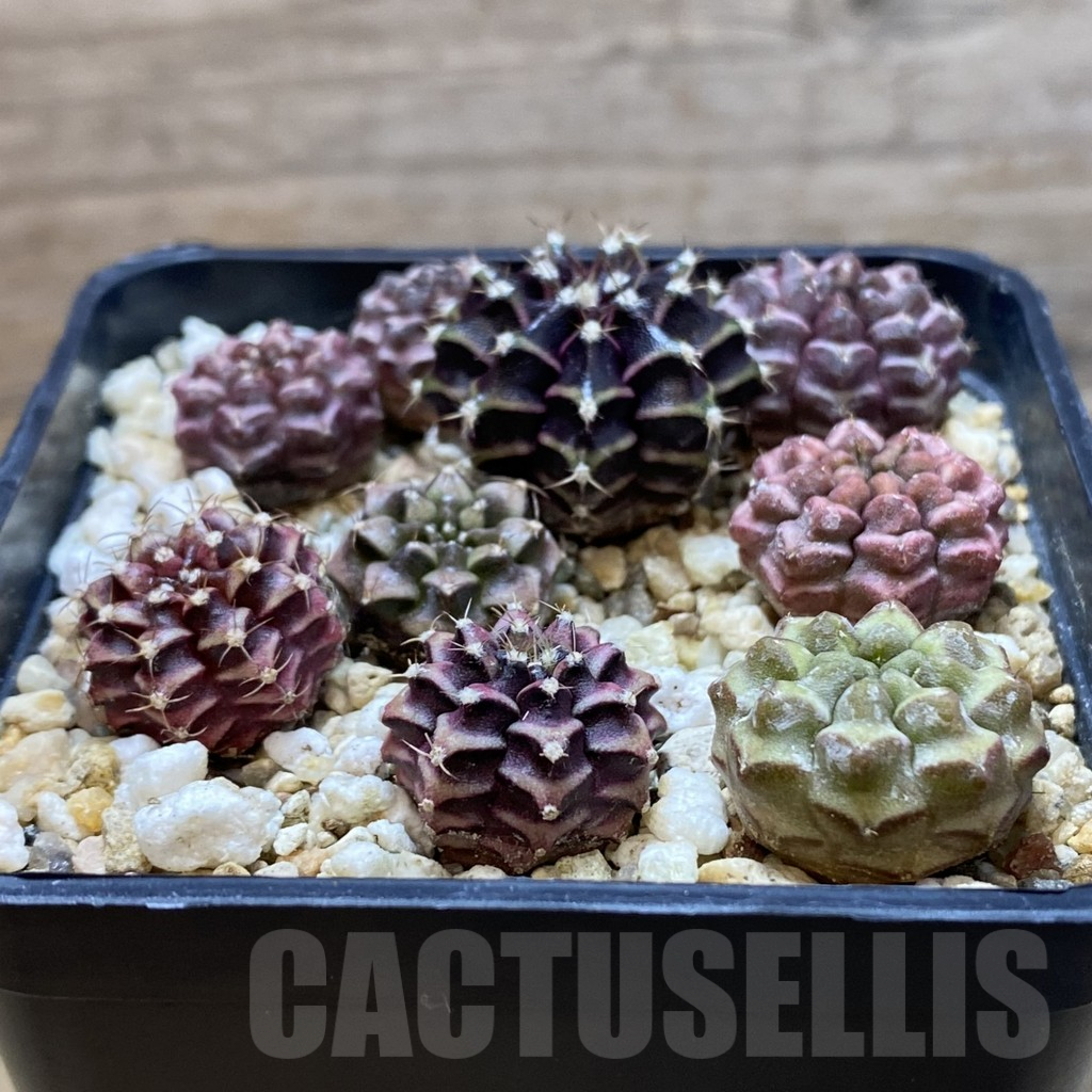 SH11028 Gymnocalycium mihanovichii ‘Day Dream’ hybrid, seedling - Image 2