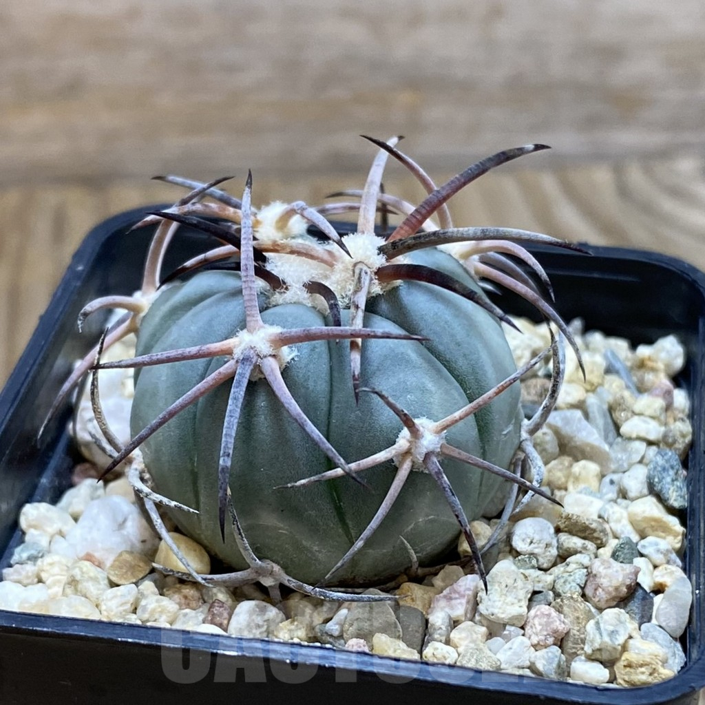 SH11029 Echinocactus horizonthalonius VZD 931 - Obrázek 2