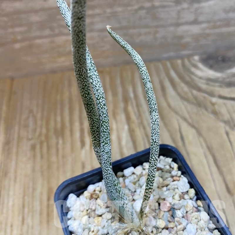 SH11032 Astrophytum caput-medusae, seedling