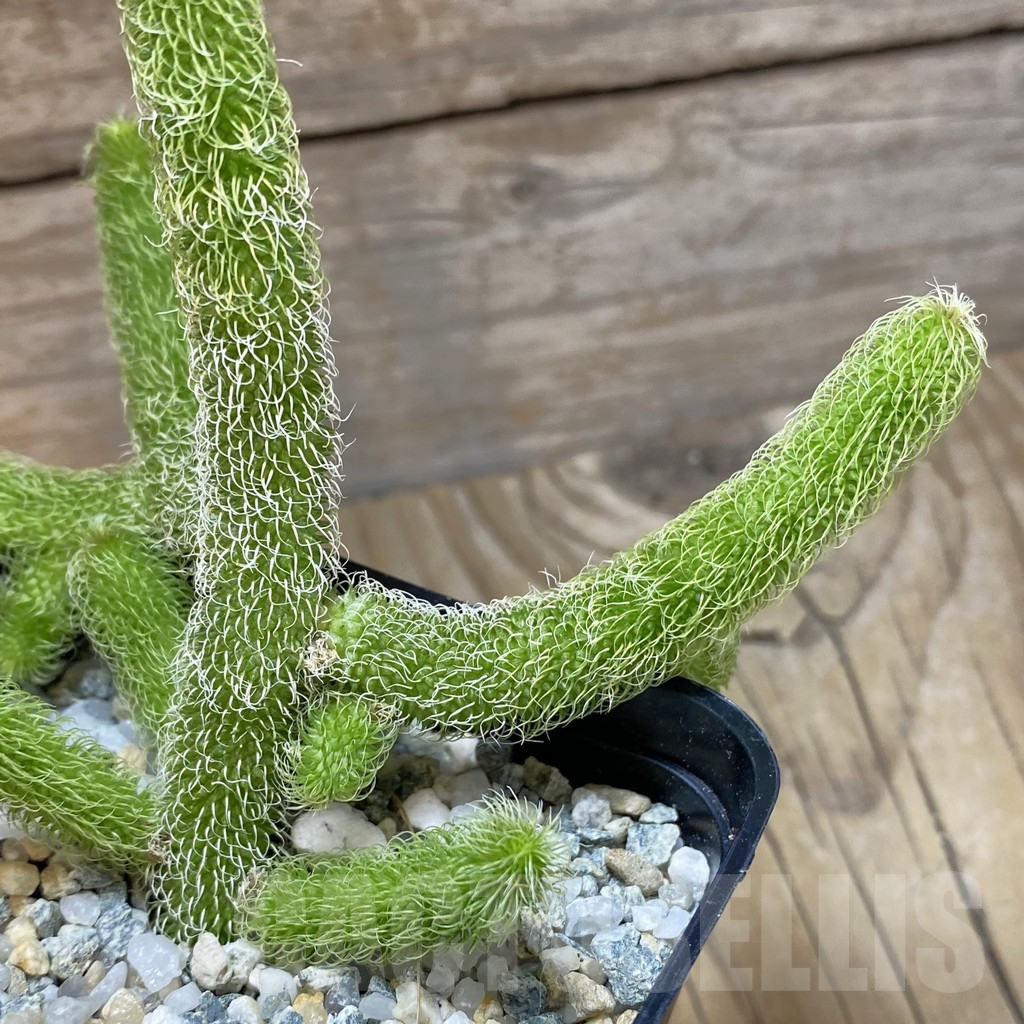 SH11033 Stapelianthus pilosus