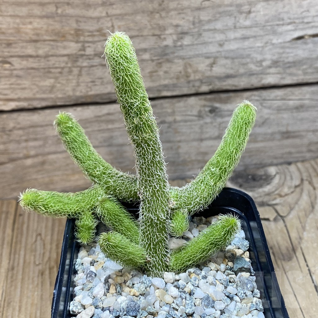 SH11033 Stapelianthus pilosus - Image 2