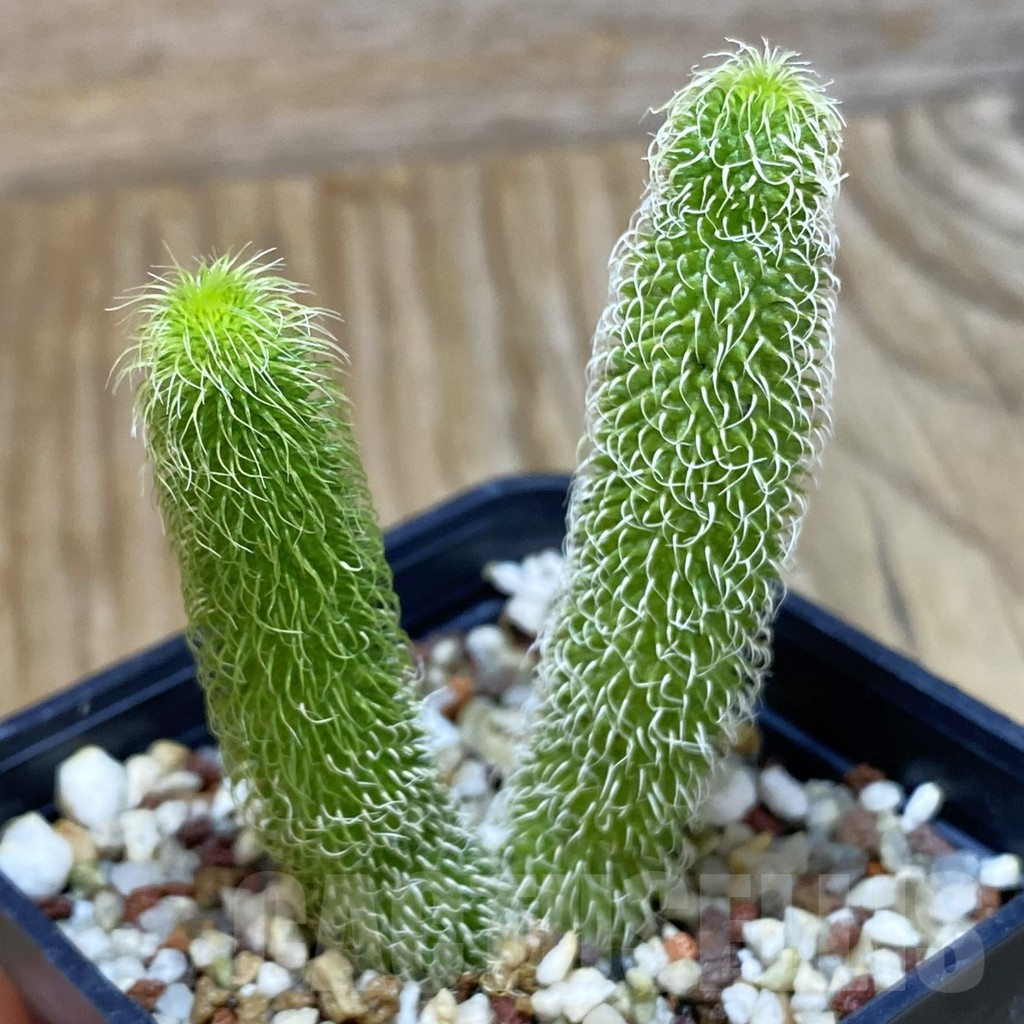 SH11034 Stapelianthus pilosus