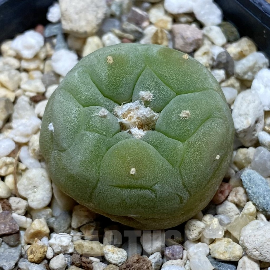 SH11036 Anhalonium frichii, white flower