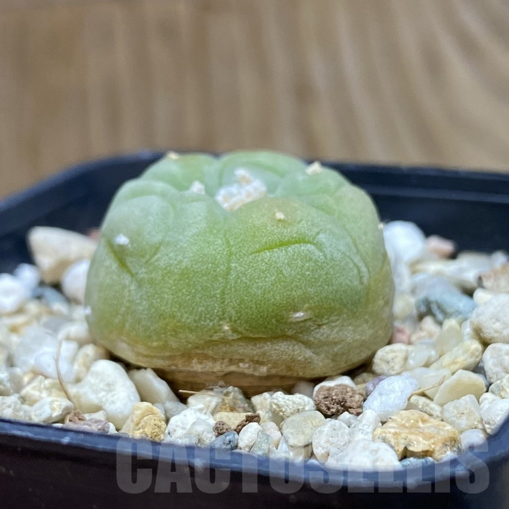 SH11036 Anhalonium frichii, white flower - Image 2