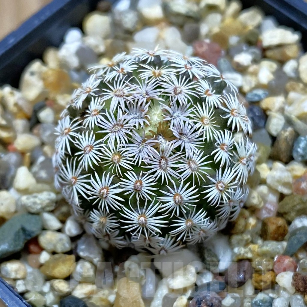 SH11022 Mammillaria hernandezii
