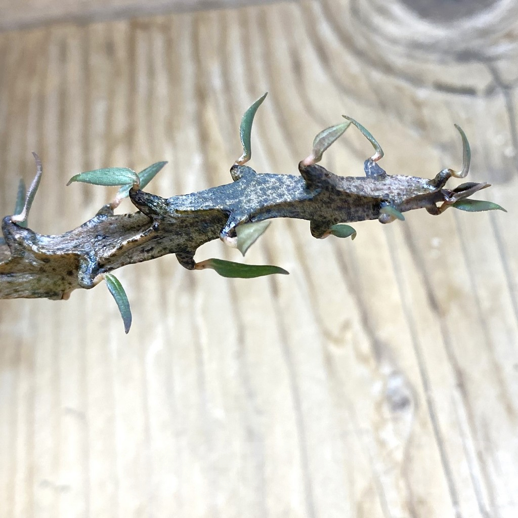 SH11038 Ceropegia bosseri