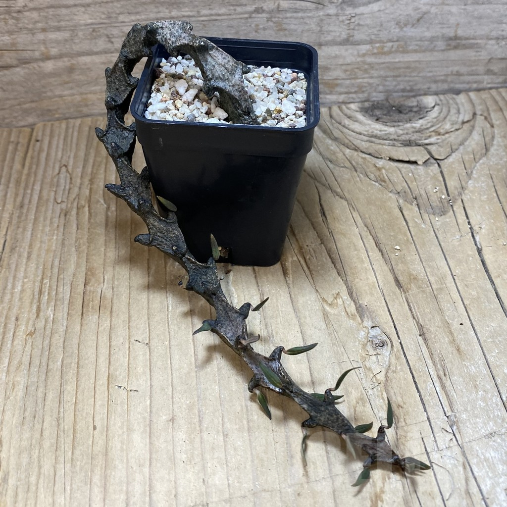 SH11038 Ceropegia bosseri - Image 2