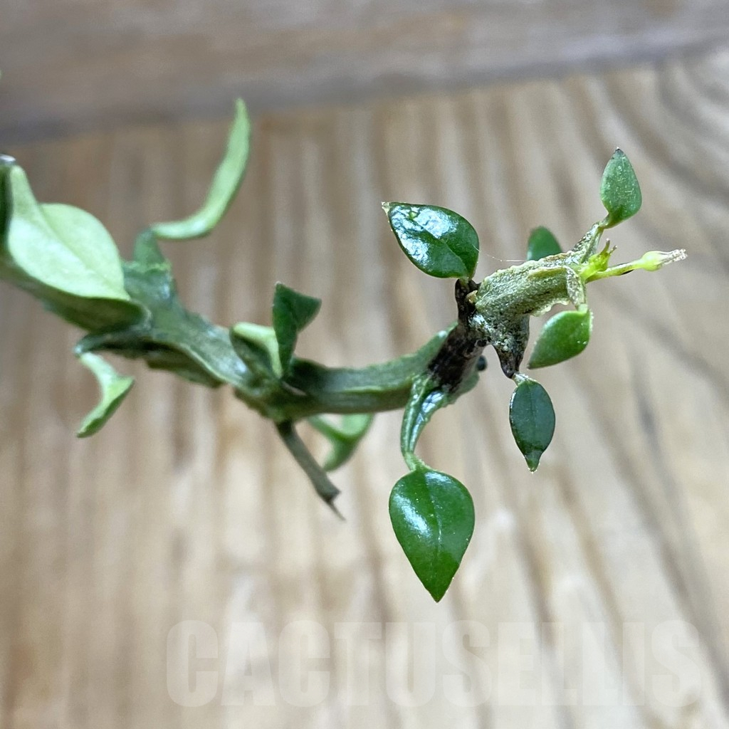 SH11039 Ceropegia simoneae ‘Green Form’