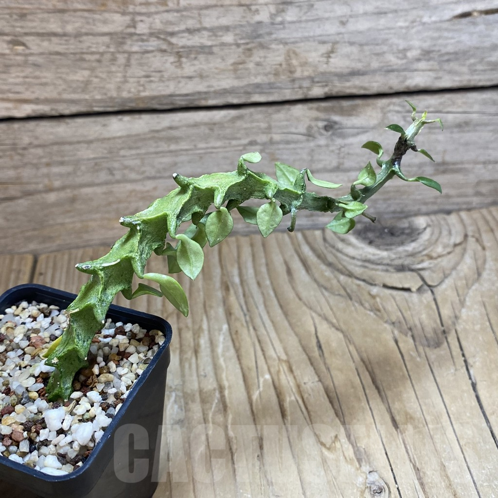 SH11039 Ceropegia simoneae ‘Green Form’ - Image 2