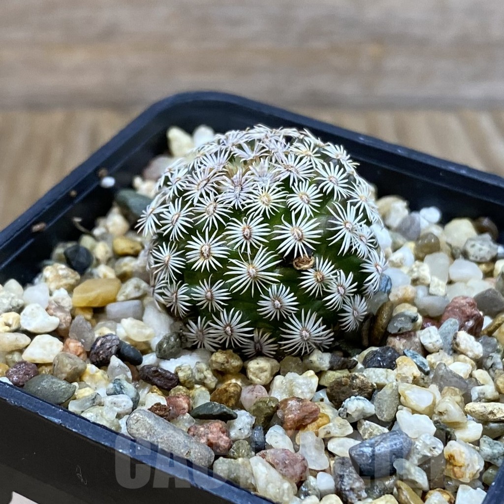 SH11022 Mammillaria hernandezii - immagine 2